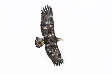 Juvenile Bald Eagle