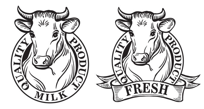 Set of vector an dairy cows label on white background sketch drawing