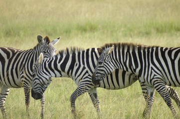Fototapeta na wymiar three zebras