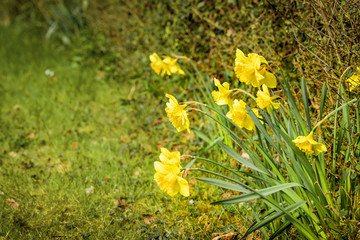 Springtime in the garden with yellow daffodils