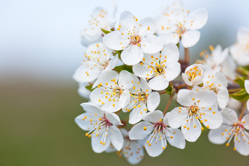 Cherry blossoms