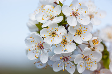 Fototapeta na wymiar Cherry blossoms