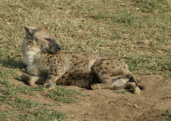 lying hyena