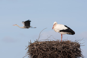 Wei&szlig;storch (Ciconia ciconia) auf Nest