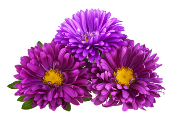 Bouquet of violet asters on a white background