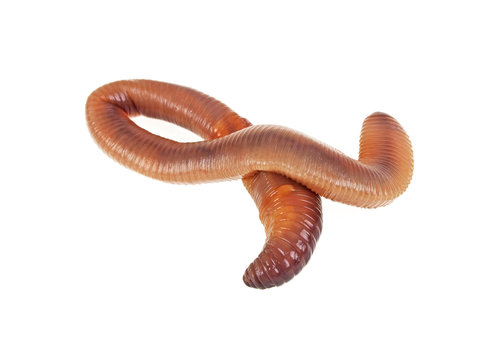 Animal earth worm isolated on a white background