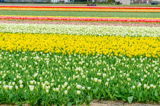 Tulip colorful blossom flowers cultivation field in spring. Keukenhof, Holland or Netherlands, Europe.