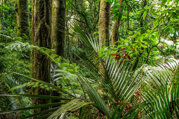 Tropical jungle greenery