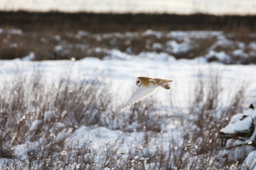 flying barn owl