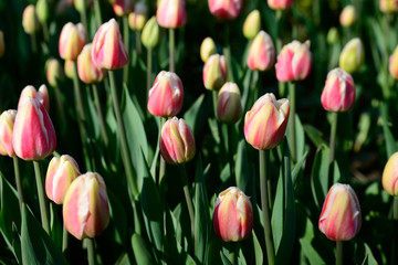 Many pink tulips under morning sunlight in the park. Large closed buds