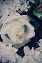 White rose on blurry background