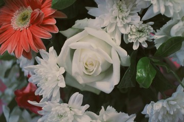 rose on blurry background