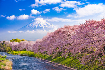 Mt. Fuji in Spring in Japan.