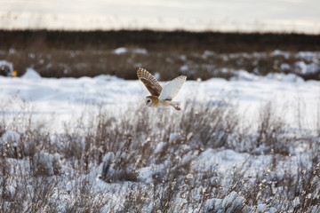 flying barn owl
