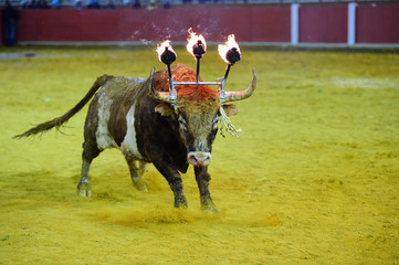 bull
