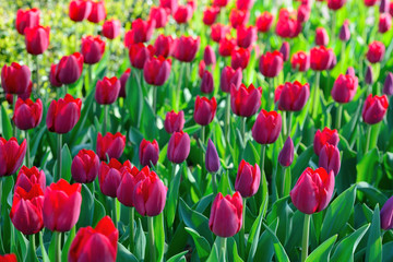 Many red tulips under morning sunlight in the park. Bright sunlight