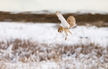 flying barn owl © Feng Yu
