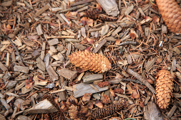 Pine Cones on Ground.