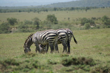 three zebras on a row