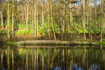 Idyllic lake in a forest