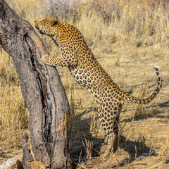 Leopard in the sun, one of the Big Five in africa