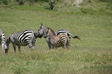 a young zebra foal