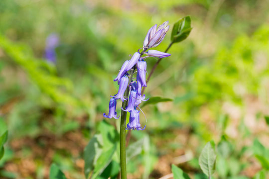 Bluebell Wood In Leicester At Springtime