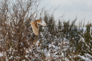 flying barn owl