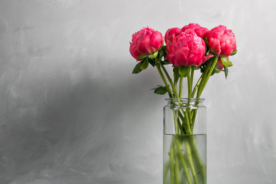 Bouquet of fresh coral peony flowers in glass vase on gray background. Grade of flowers CoralSharm