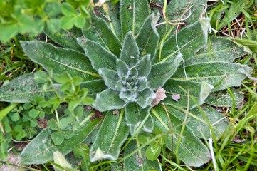 Close up beautiful radial placed leaves of green grass plant. Spring concept. 