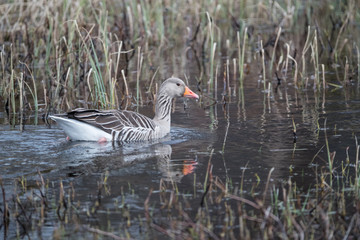 Greylag goose, Anser anser