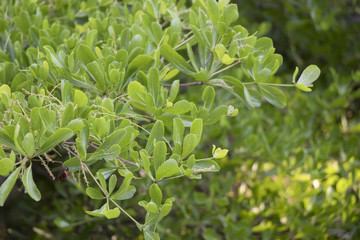 Obraz premium Terminalia ivorensis leaves in the nature 