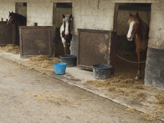 Three horses in a stables, 