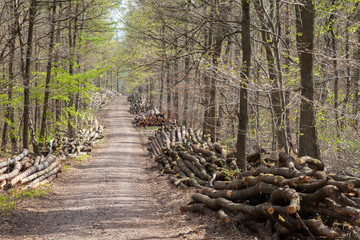 Forstwirtschaft  © pit24