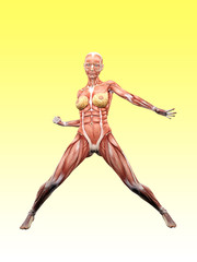 Female muscle anatomy posing 3D Illustration