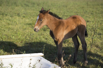 Foal