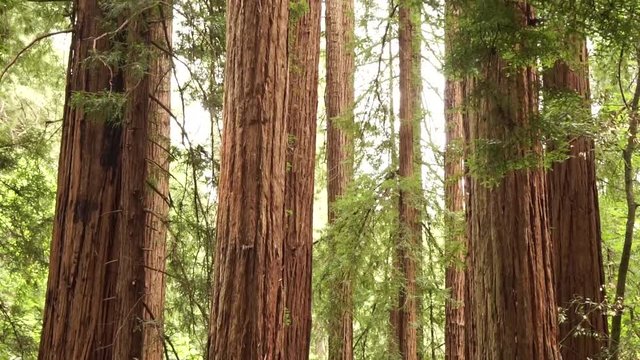 Sequoia redwood trees slow pan up