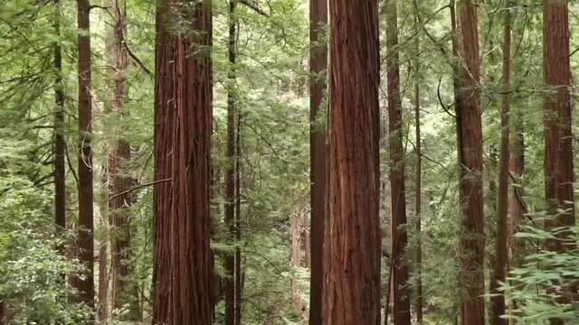 Dolly shot to side moving through a redwood forest