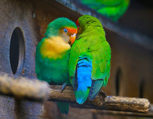 love colorful parrots