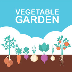 Vegetable garden banner. Organic and healthy food. Poster with root veggies.