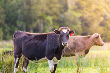 Kühe auf Wiese in der Sonne