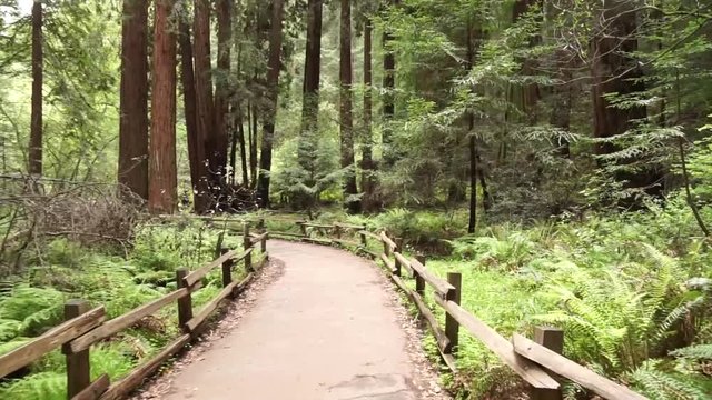 Walking along a dirt path in a dense redwood forest surrounded by ferns