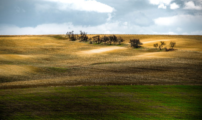 Obraz premium Group of trees in the field