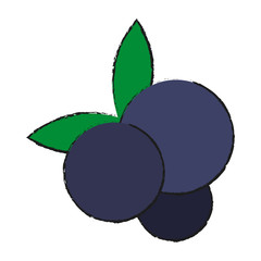 blueberry fruit icon image vector illustration design