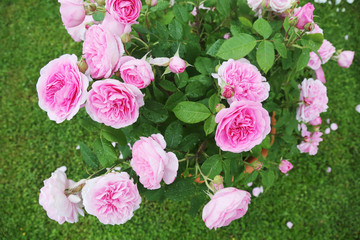 beautiful rose on green lawn background.