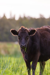 Braune Kuh beim Grasen auf Wiese