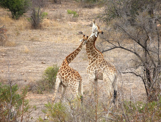 Fototapeta na wymiar wild giraffe in Kruger National Park, South Africa.