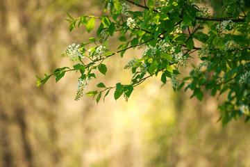Spring flowers blooming tree in park nature background