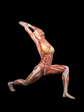 Female muscle anatomy doing Yoga 3D Illustration
