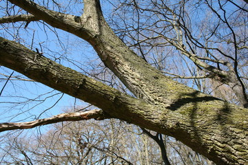 Fototapeta na wymiar branches